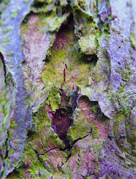 tree art for sale