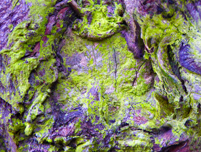 tree artwork