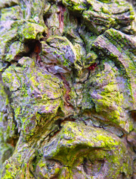 tree artwork