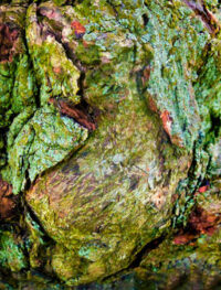 trees painting artwork