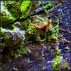 tree-artwork-detail-preview