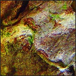 tree-artwork-detail-preview