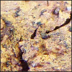 tree-art-detail-preview