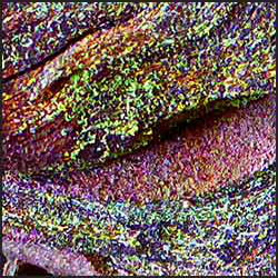 tree-artwork-detail-preview