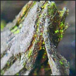 tree-artwork-detail-preview