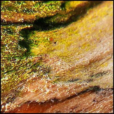 tree-artwork-detail-preview