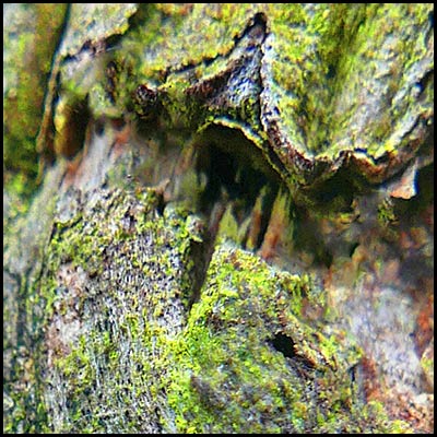 tree-artwork-detail-preview