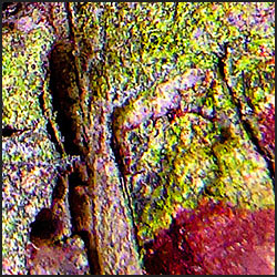 tree-artwork-detail-preview