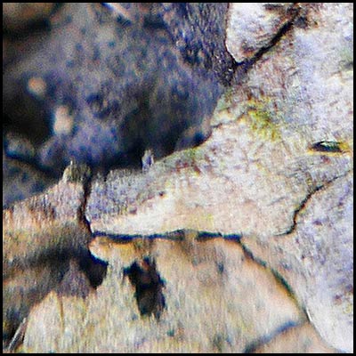 tree-artwork-detail-preview