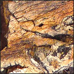 tree-artwork-detail-preview