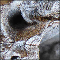 tree-artwork-detail-preview