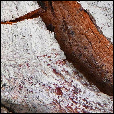 tree-art-detail-preview