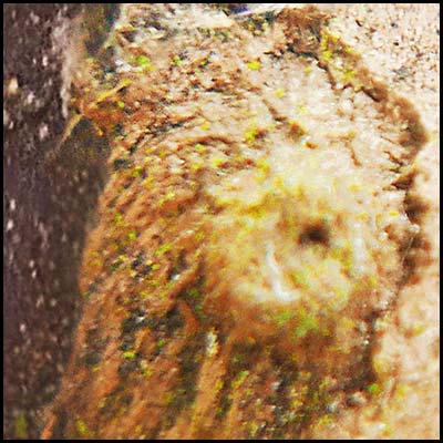 tree-artwork-detail-preview