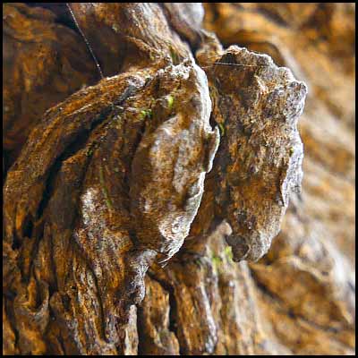 tree-artwork-detail-preview