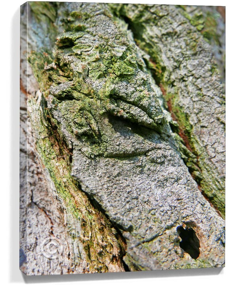 tree artwork buy