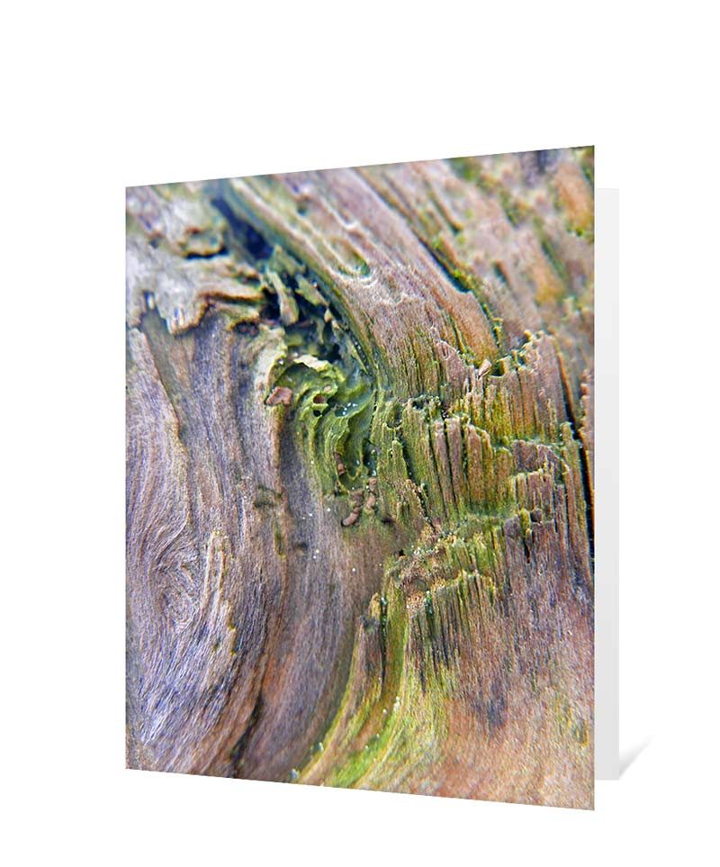 trees art greeting cards