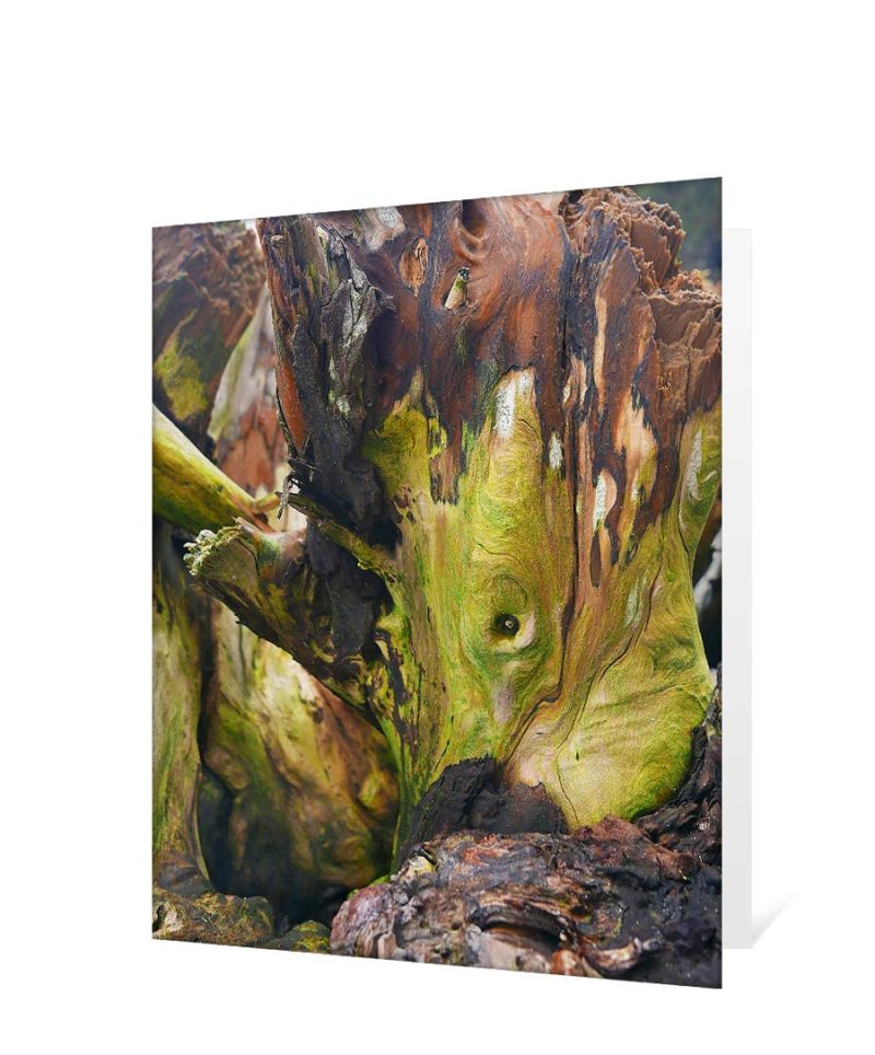 trees greeting cards