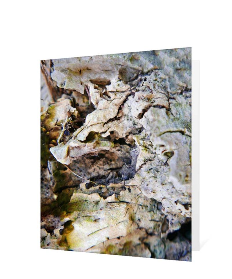 trees greeting cards