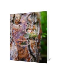 tree greeting card