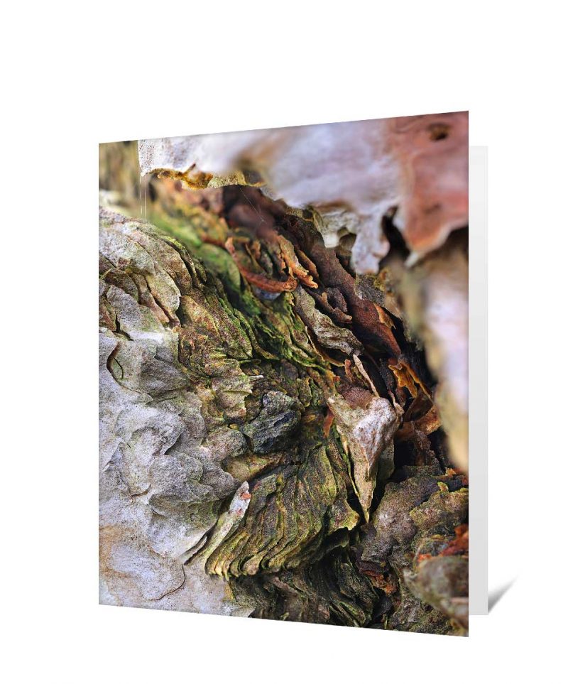 Trees Greeting Cards