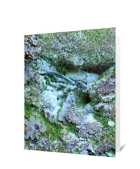 Trees Greeting Cards