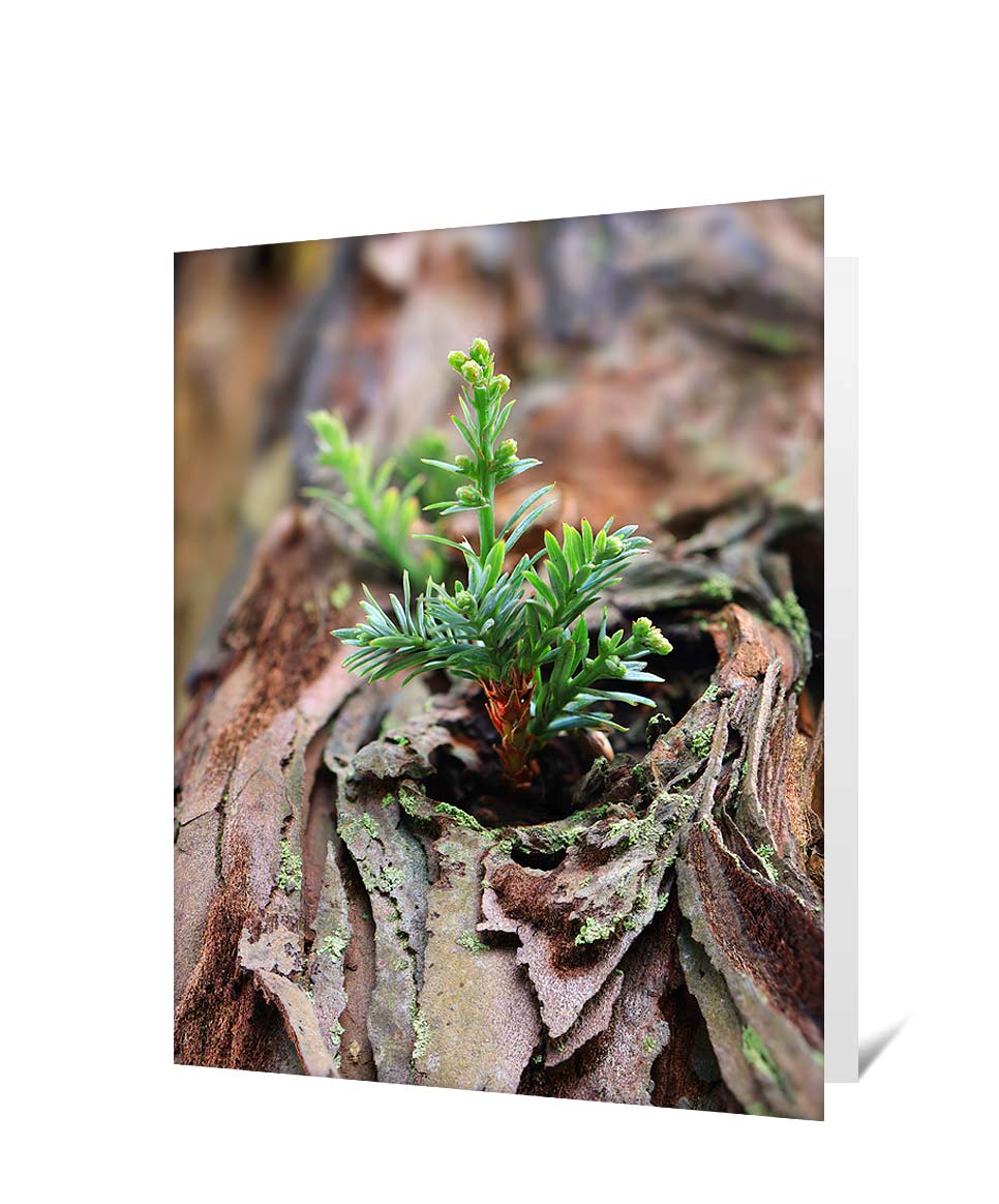 Trees Greeting Cards