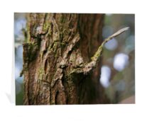 trees greeting cards