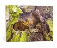 trees art greeting card