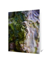 trees greeting cards