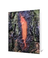trees greeting card