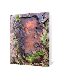 trees greeting cards