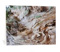 trees greeting cards for sale