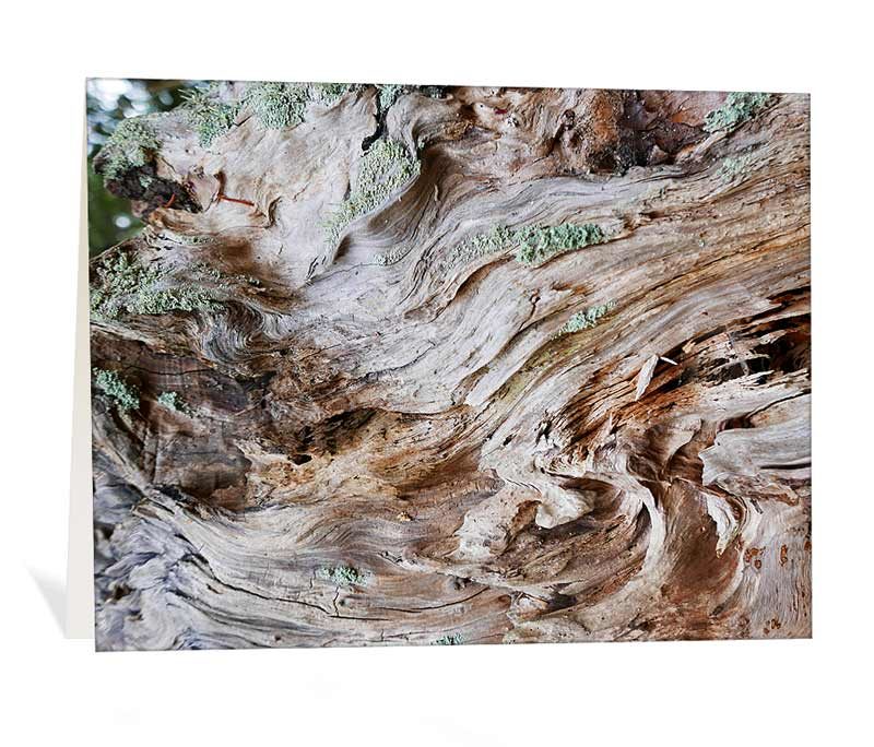 trees greeting cards for sale