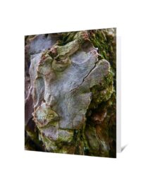 trees greeting cards for sale