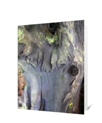 trees greeting cards