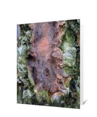 trees greeting card