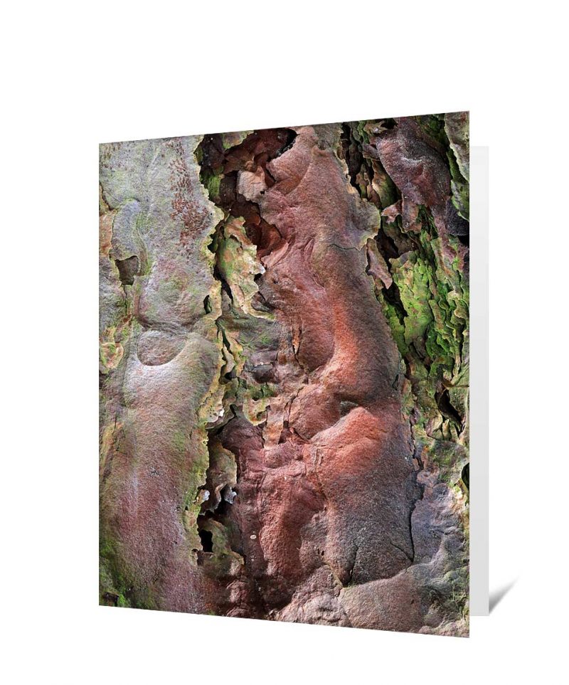 Trees Greeting Cards