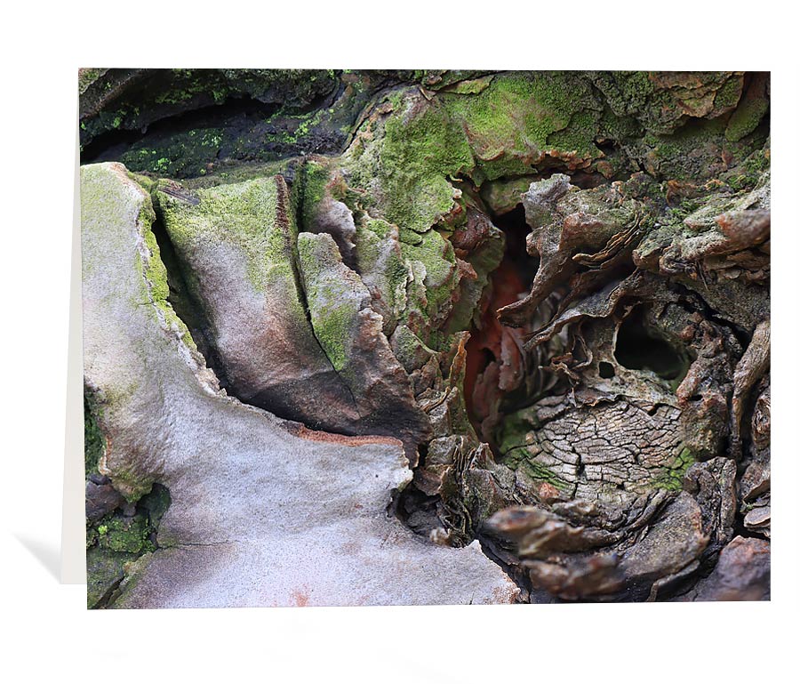 Trees Greeting Cards