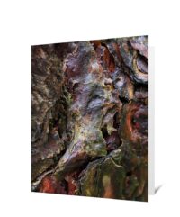 Trees Greeting Cards