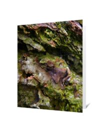 trees art greeting cards