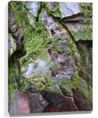 tree wall art for sale