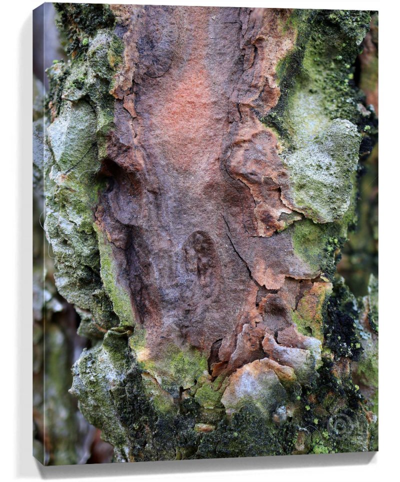 trees wall art for sale