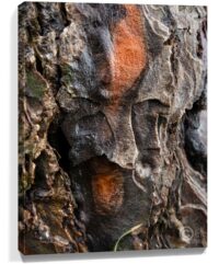 Trees Wall Art For Sale