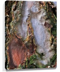 Trees Wall Art Sale