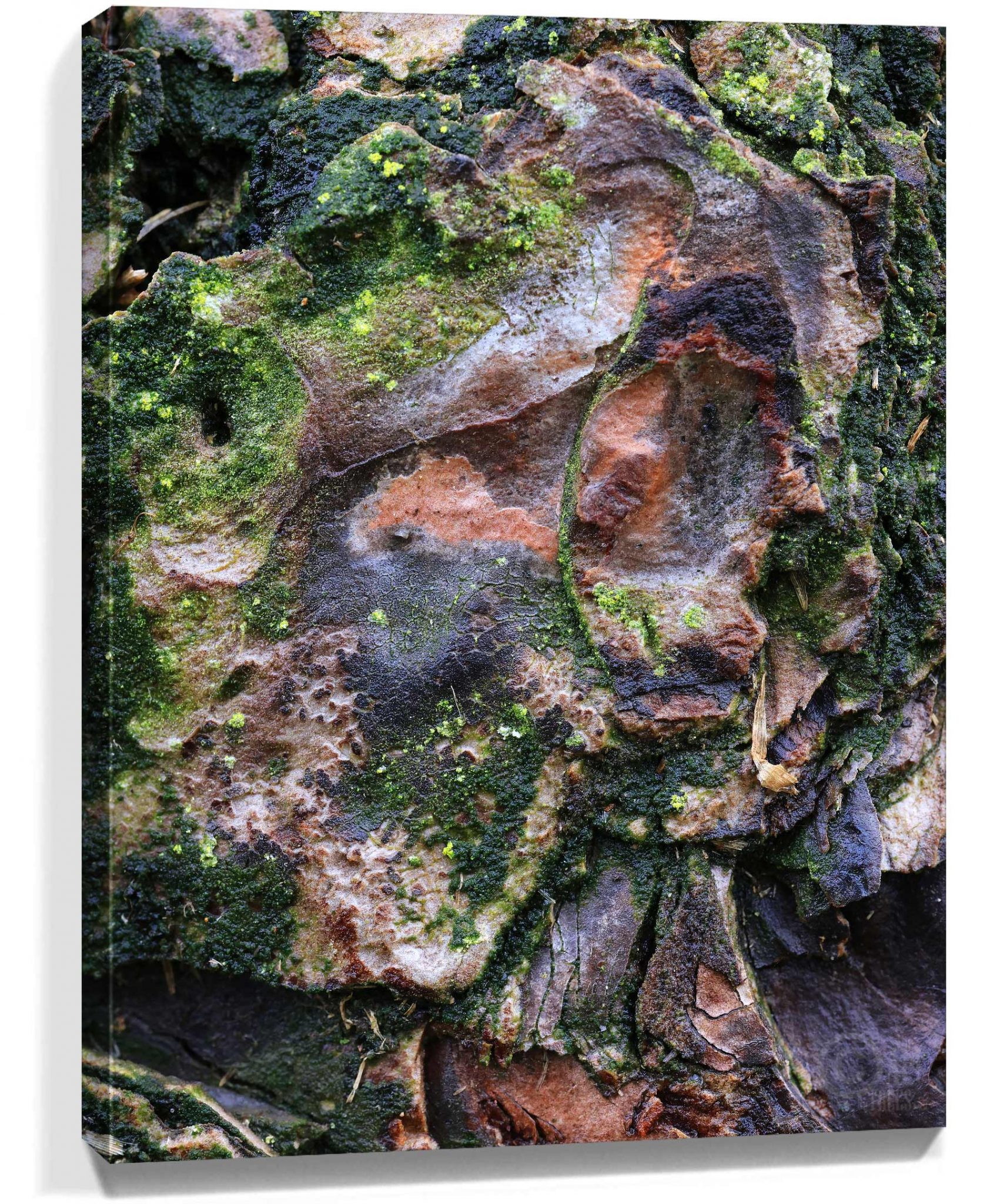 Trees Wall Canvas For Sale
