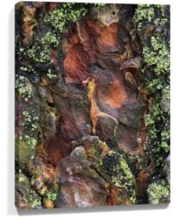 Trees Wall Art For Sale
