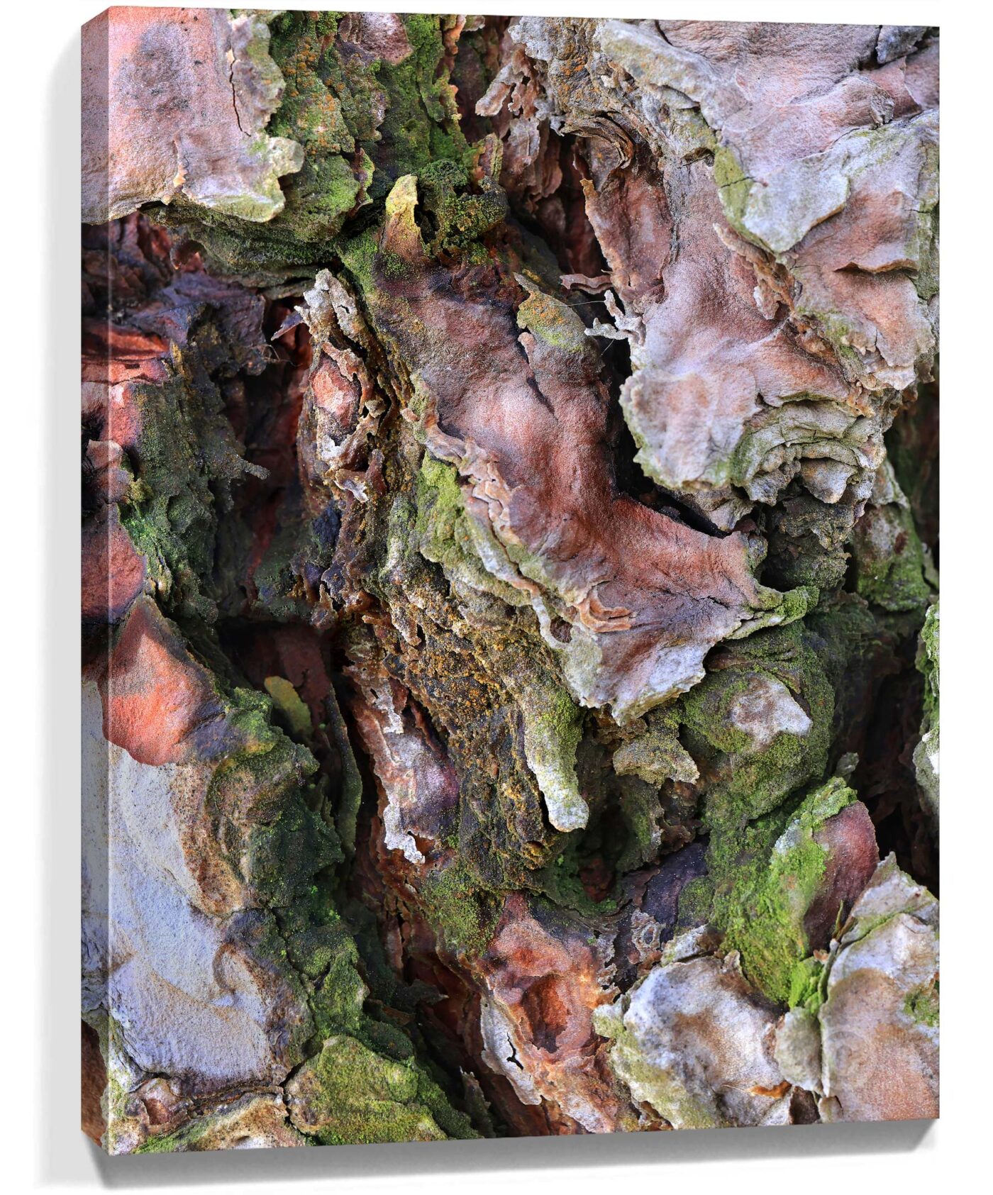 Trees Wall Art For Sale