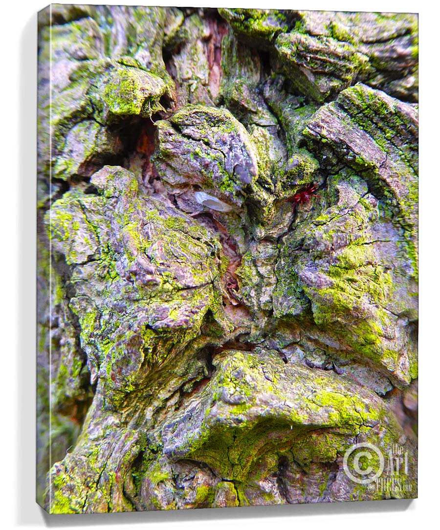 buy tree art online