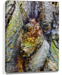 tree artwork for sale