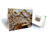 tree art greeting cards